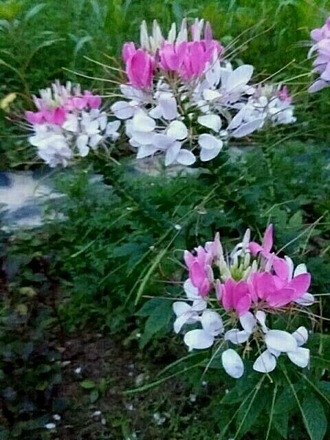Rose Queen Cleome Seeds- (Spider Flower) 30 Seeds Comb. S/H See Our Store