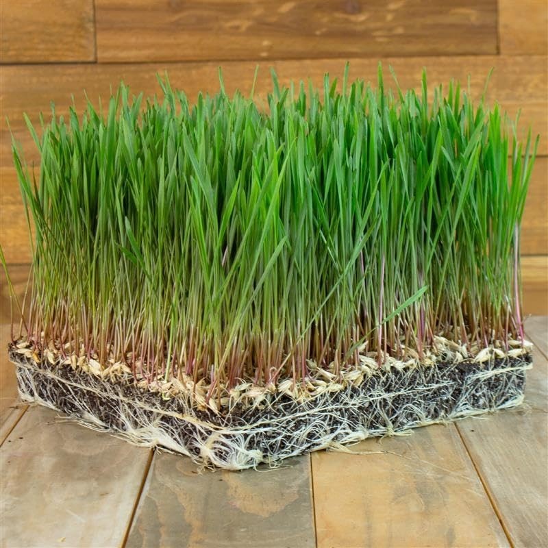 Organic Einkorn Grain Seeds – Heirloom Wheat for Planting, Sprouting, Malting –