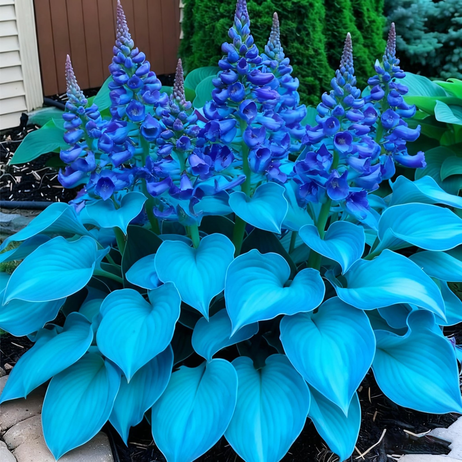 200+ Hosta Seeds for Planting, Mixed Color Perennial Seed, Mix