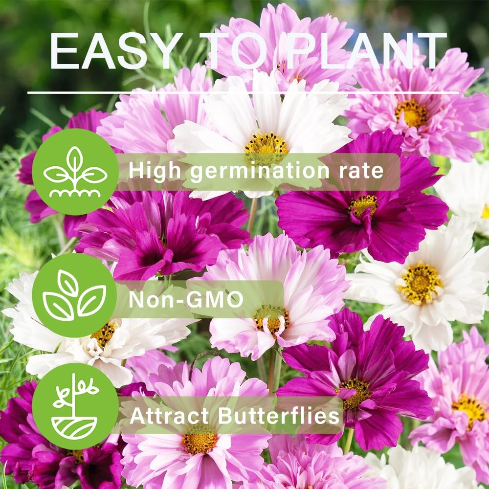 Perennial Cosmos Mixed Seeds 2000+ Non-GMO Vibrant Colors – Attracts Pollinators