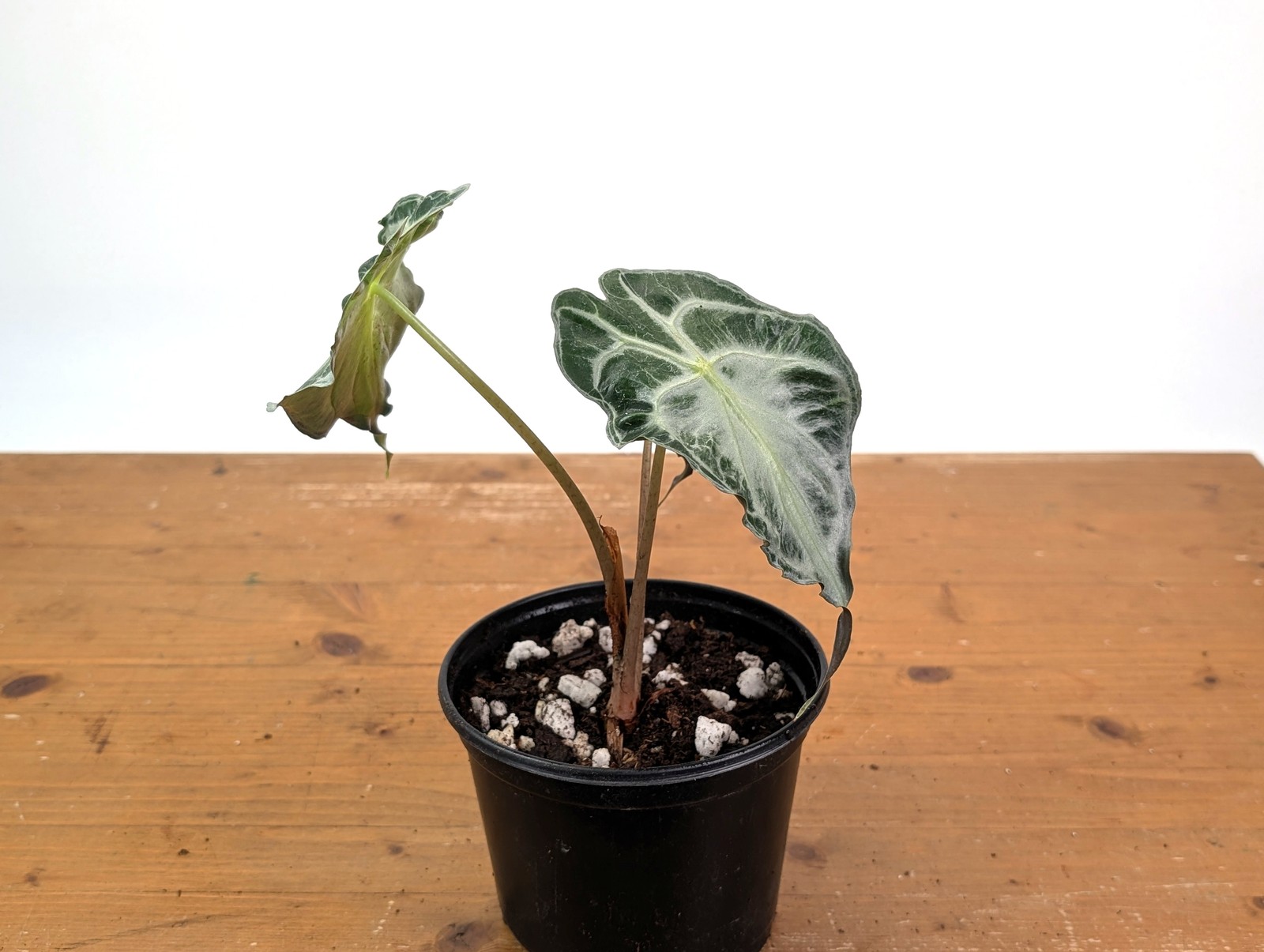 Alocasia Venom – Exact Plant in 6″ Pot – #16I (Mother Plant)