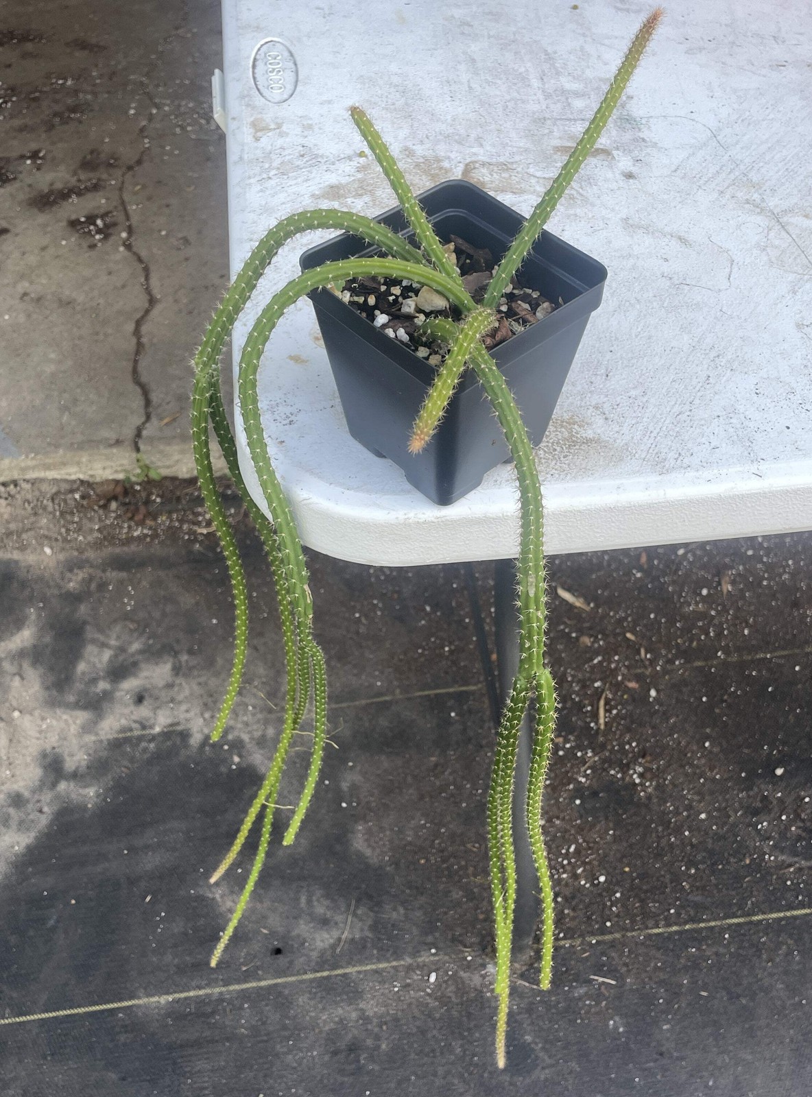 Rat Tail Cactus Ready For Hanging Basket 3.5″ Pot! Very Long Flowering Size!