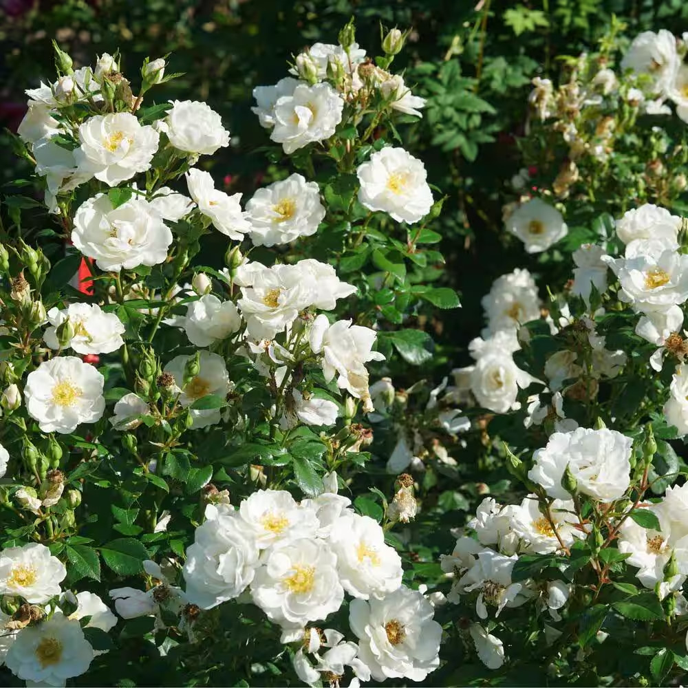 1 Gal. Oso Easy Ice Bay Rose (Rosa) with White Flowers