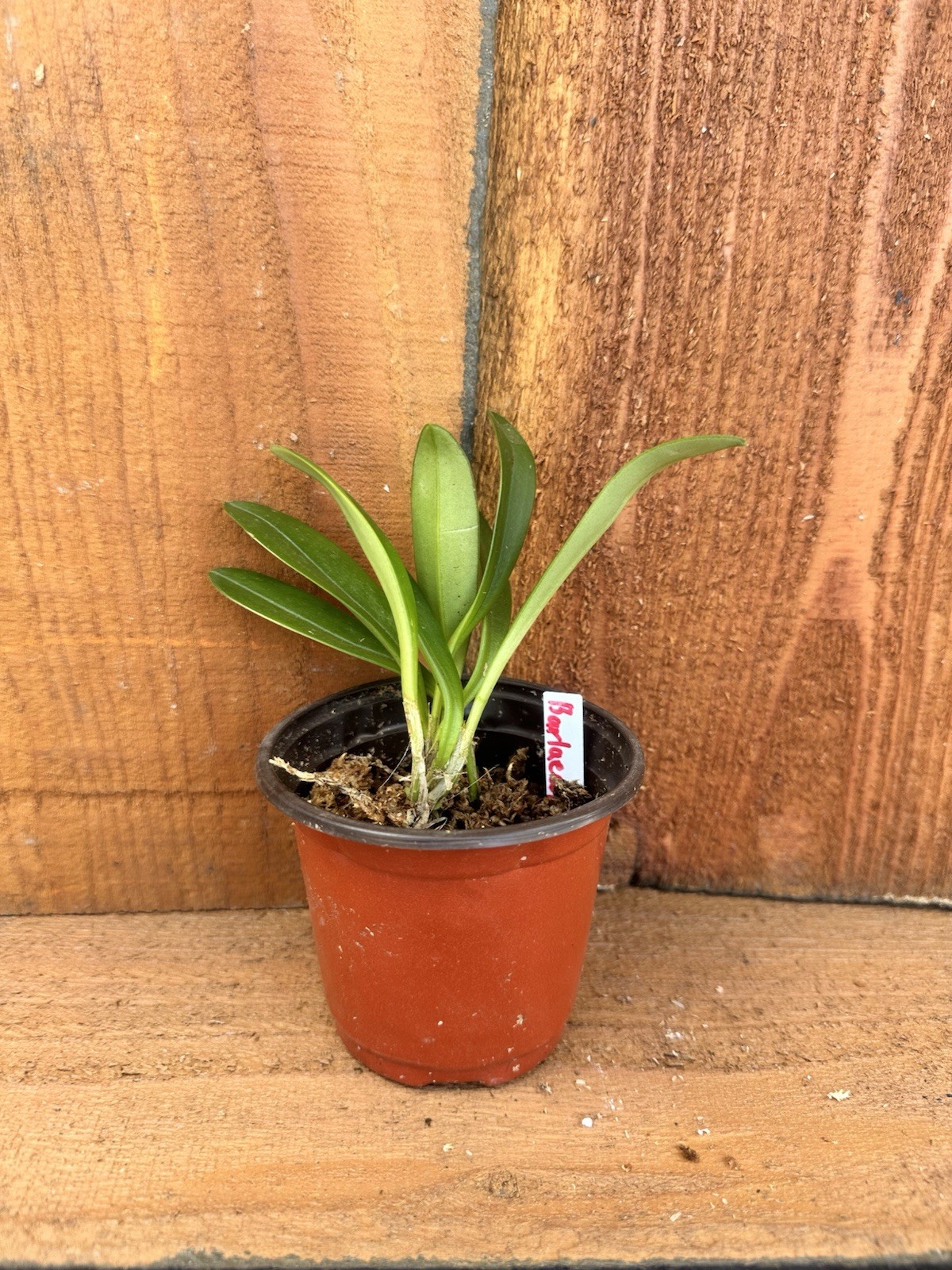 Masdevallia orchid
