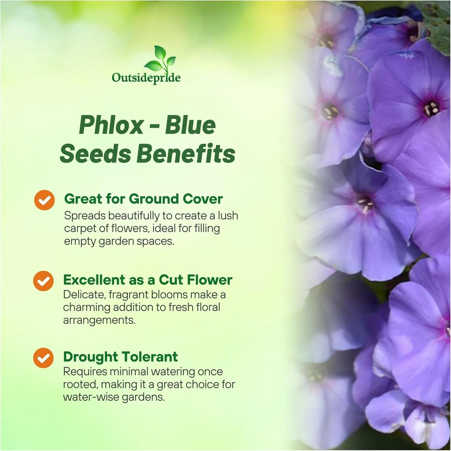 Heirloom Blue Phlox Seeds – 1000 Pcs for Full Sun Gardens & Floral Arrangements