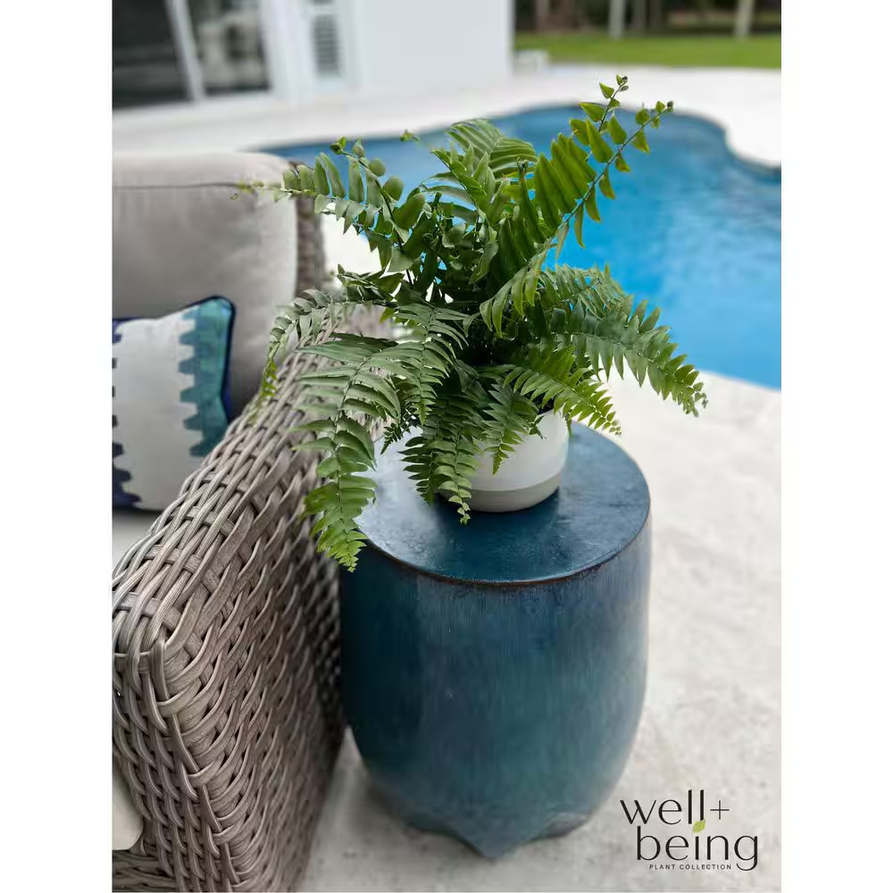 2 Qt. Macho Fern Tropical Plant (1-Pack)
