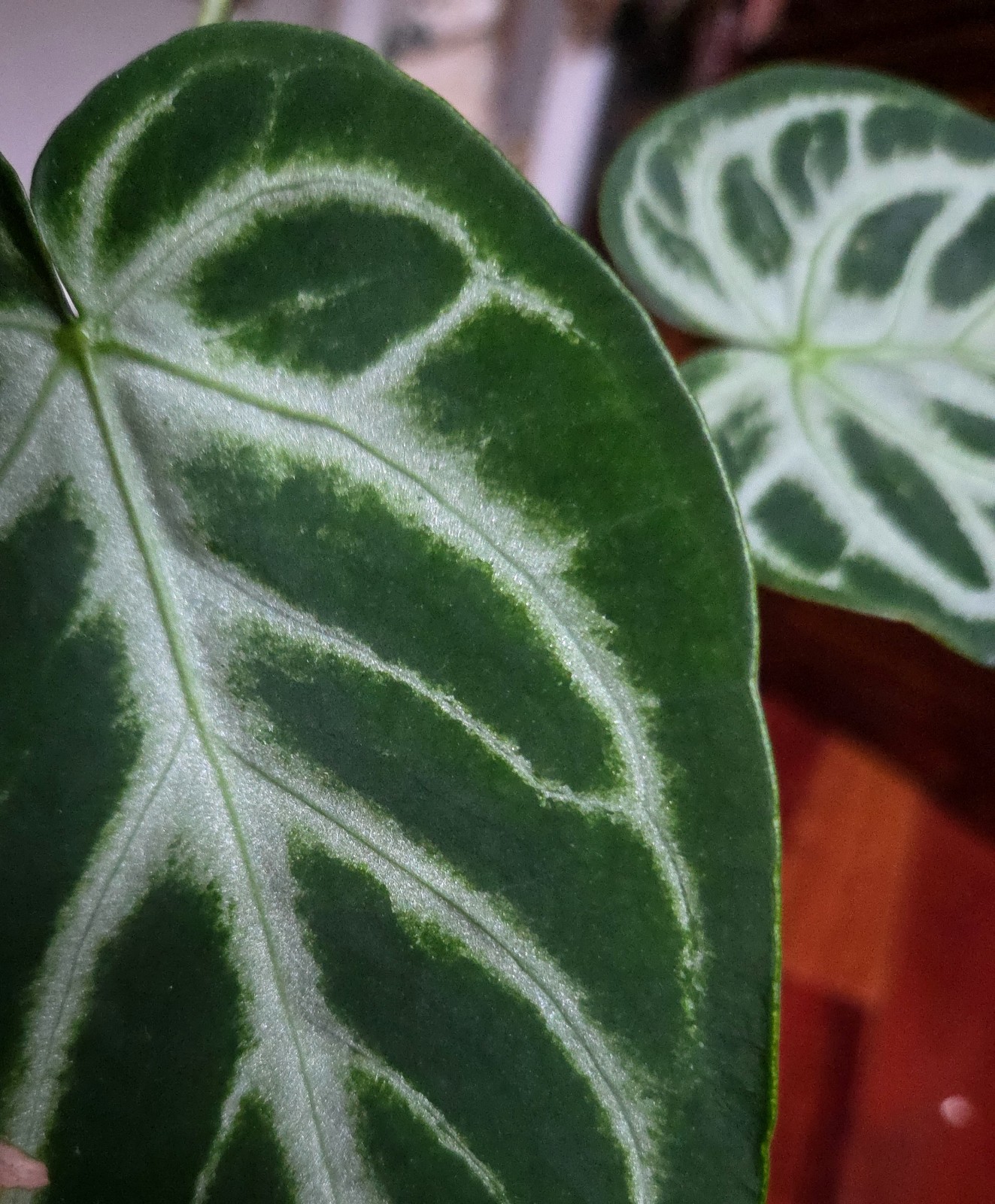Rare XL Anthurium Dorayaki X Silver Blush 21″ Tall Not Philodendron Monstera