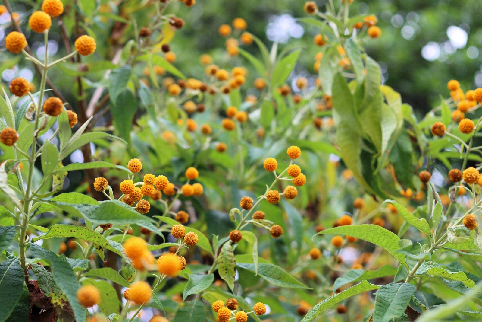 10 ORANGE BALL TREE / GOLDEN BUTTERFLY BUSH Buddleja Globosa Shrub Flower Seeds