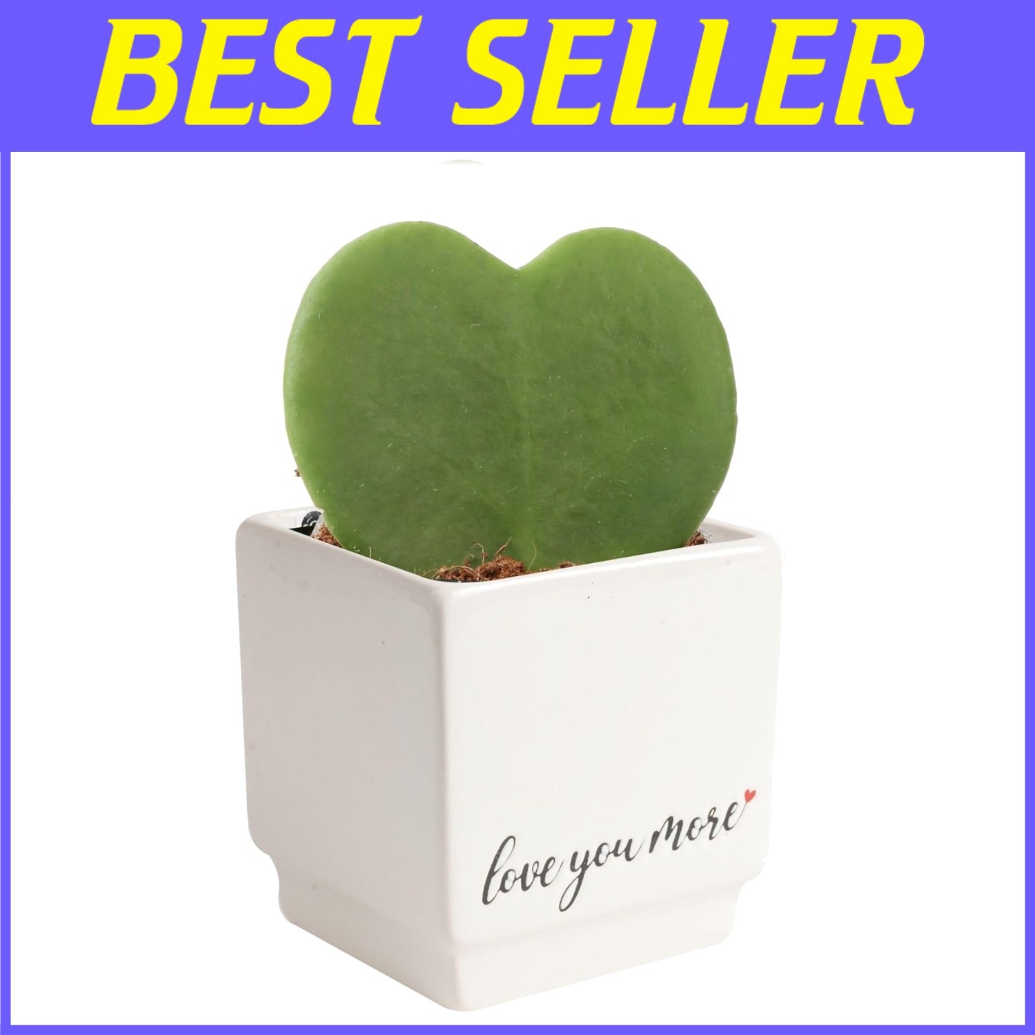 Indoor Hoya Heart Plant, Ideal Symbol of Love and Friendship*#$-~