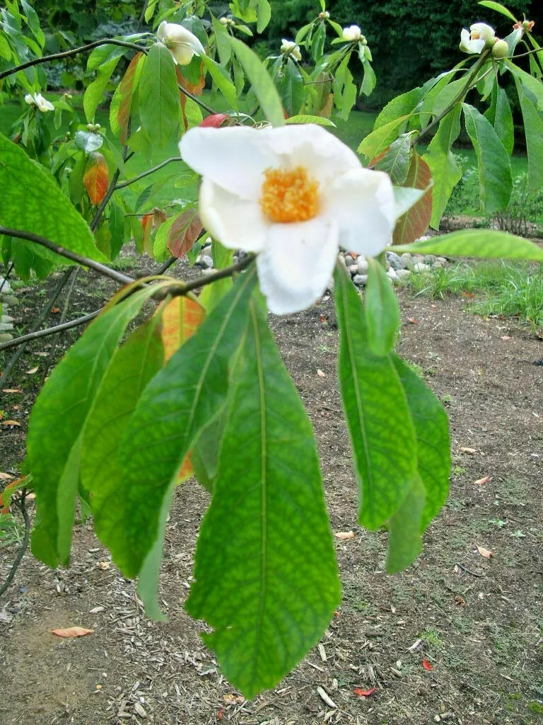 20 FRANKLIN TREE SEEDS – Franklinia alatamaha