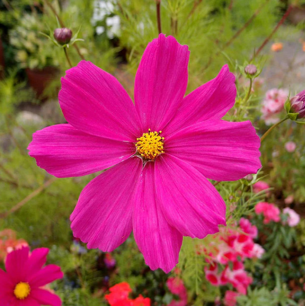 Cosmos RUBIES SUNSHINE Red+ Flowers Pollinators Butterflies Non-GMO 100 Seeds!