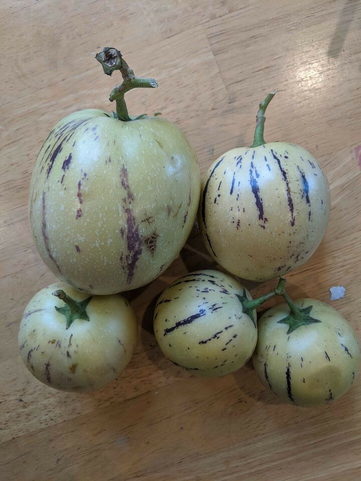 Solanum muricatum aka Pepino Melon Garden Melon Pear Sweet Cucumber 1 Live Plant
