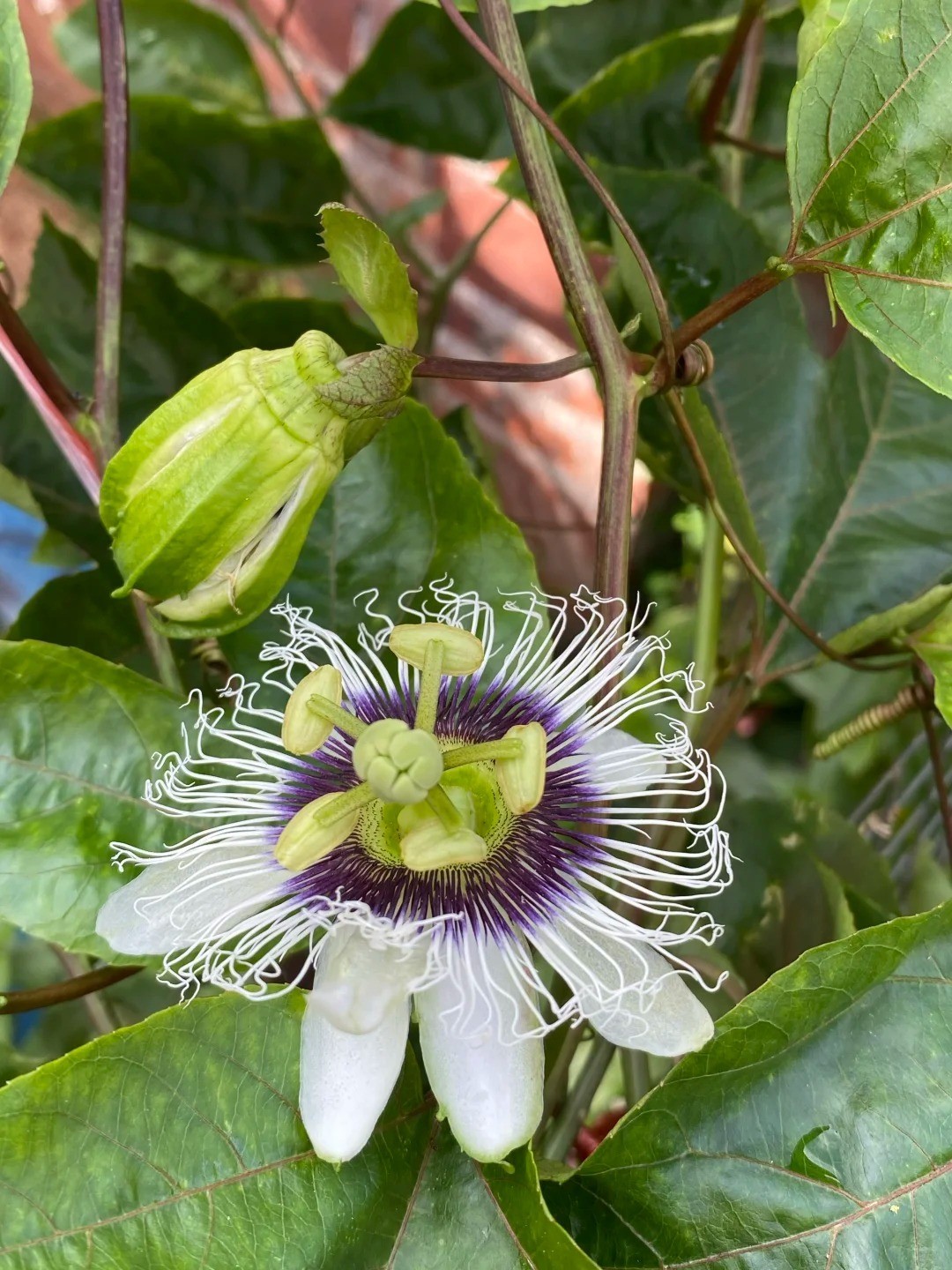 Yellow Passion Fruit Bare Root Sapling, Home Garden