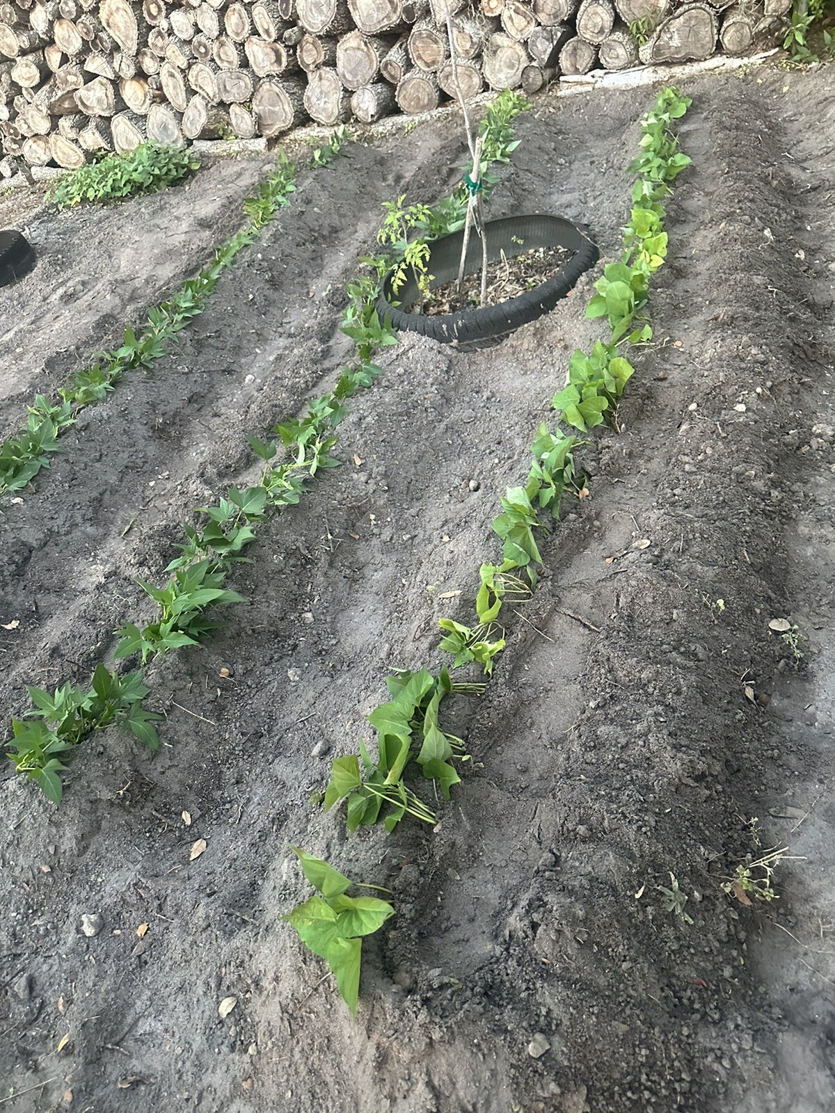 5 purple and whiteJapanese yam Sweet Potato Slips Rooted In A Cup dây lang nhật