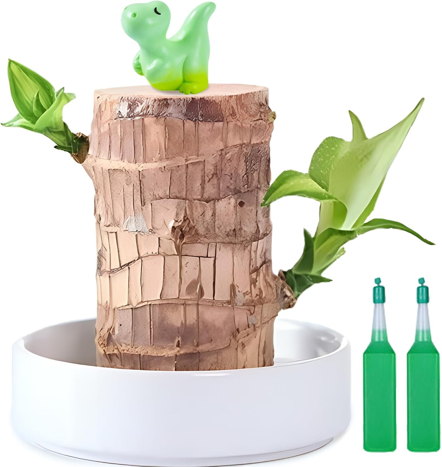 JJWYLTKB Brazilian Lucky Wood Plant,Fortune Brazil Potted Plant Brown