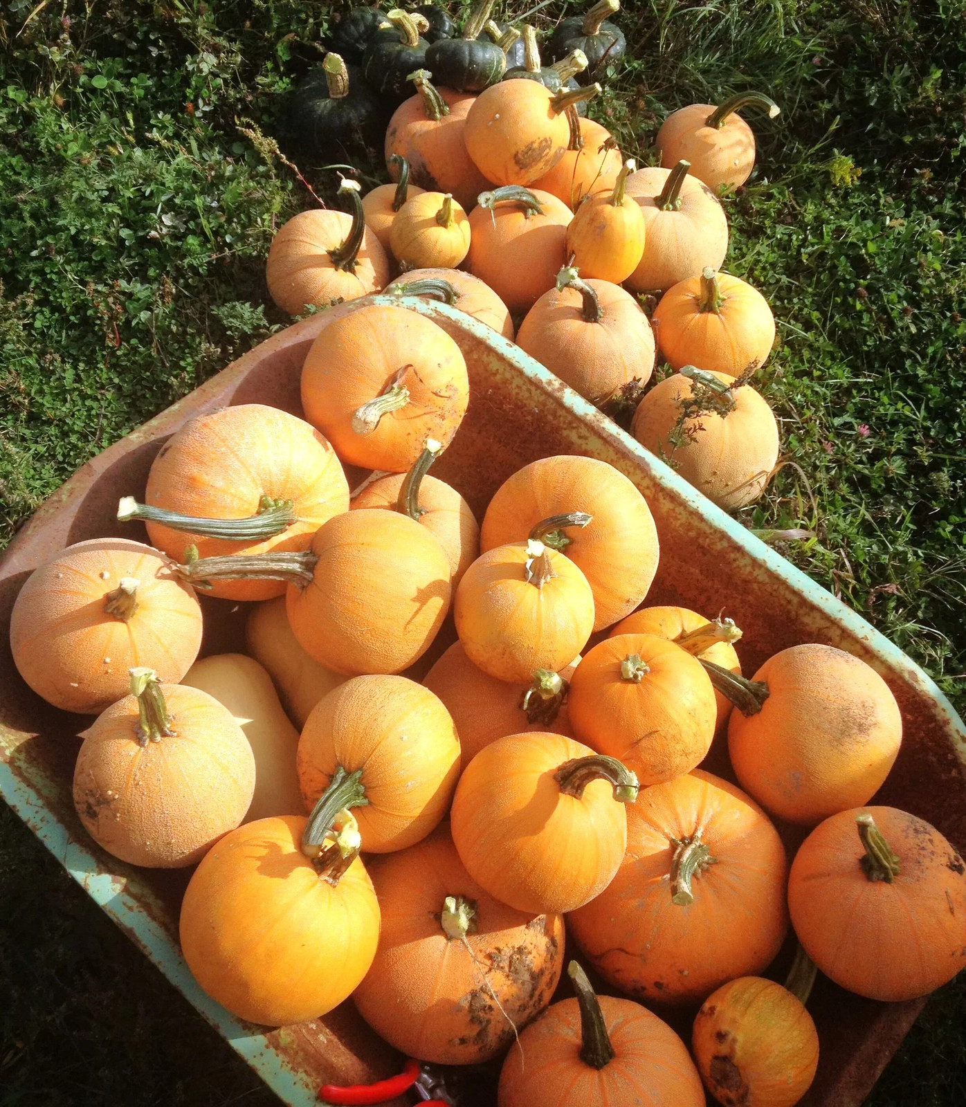 Winter Luxury Pie Pumpkin Seeds | Sweet Sugar Pumpkins Gourmet Farm Seed 2025