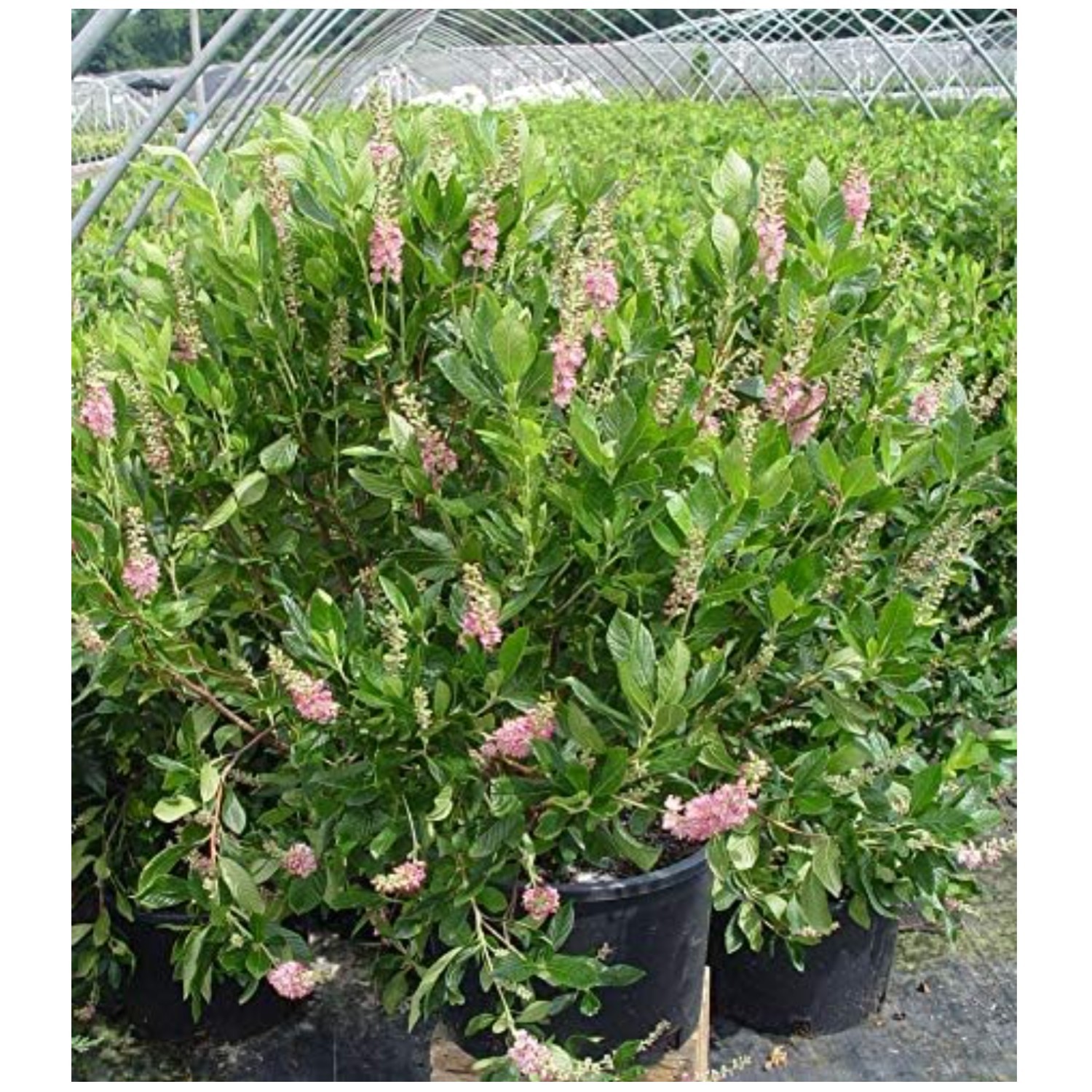 Clethra Alnifolia ‘Ruby Spice’ in 3 Gallon Pot