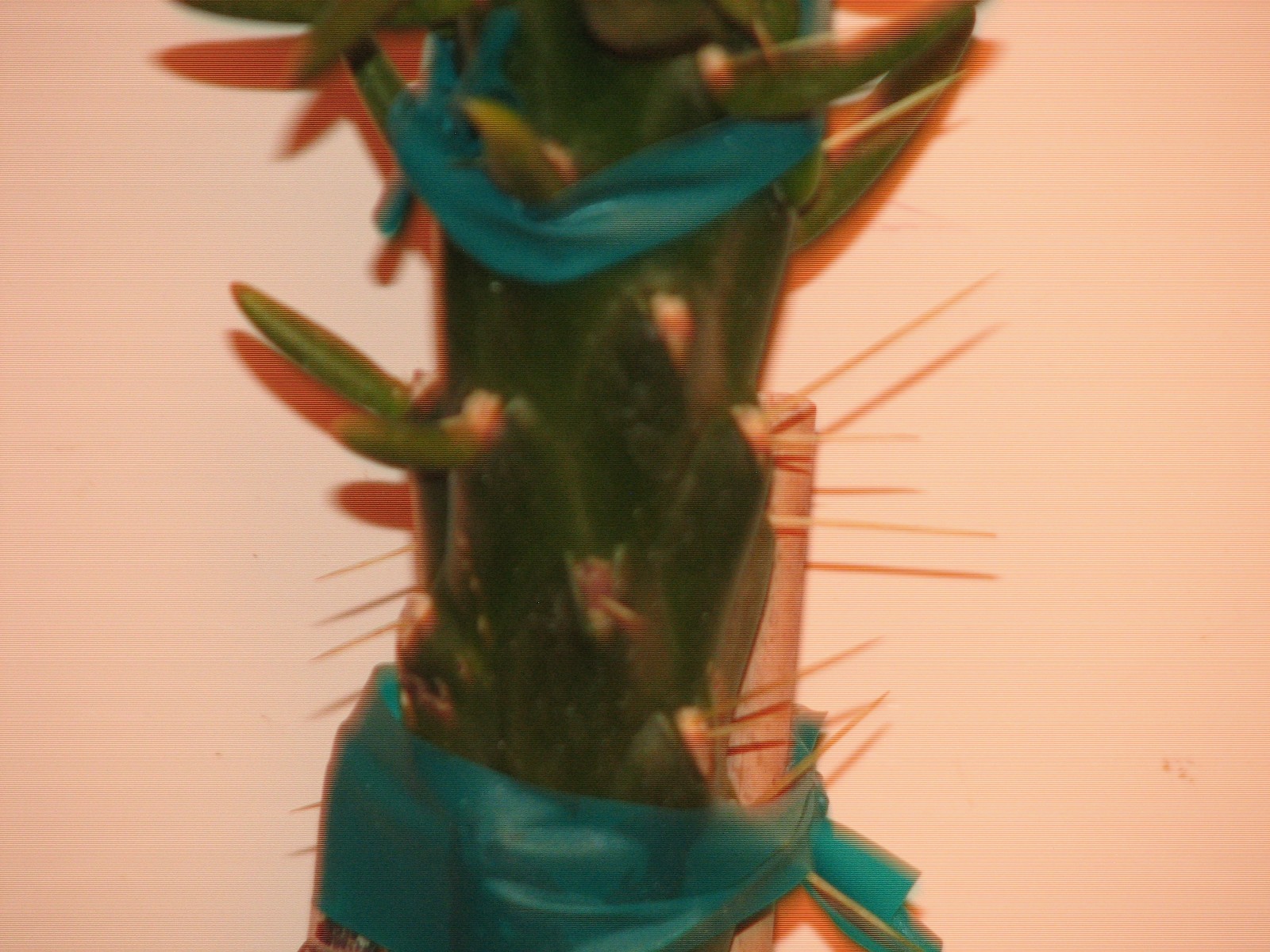 10 in tall cylindropunita imbricata cactus/succulent plant