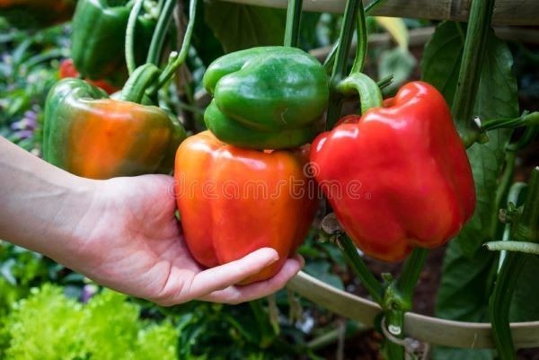 50 + Big Organic RED ORANGE YELLOW GREEN* Bell SWEET Pepper Seeds MIXTURE