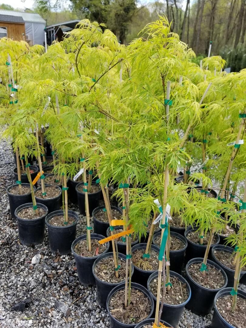 Waterfall Green Laceleaf Weeping Japanese Maple – Live Plant – ( 2.5 QT )