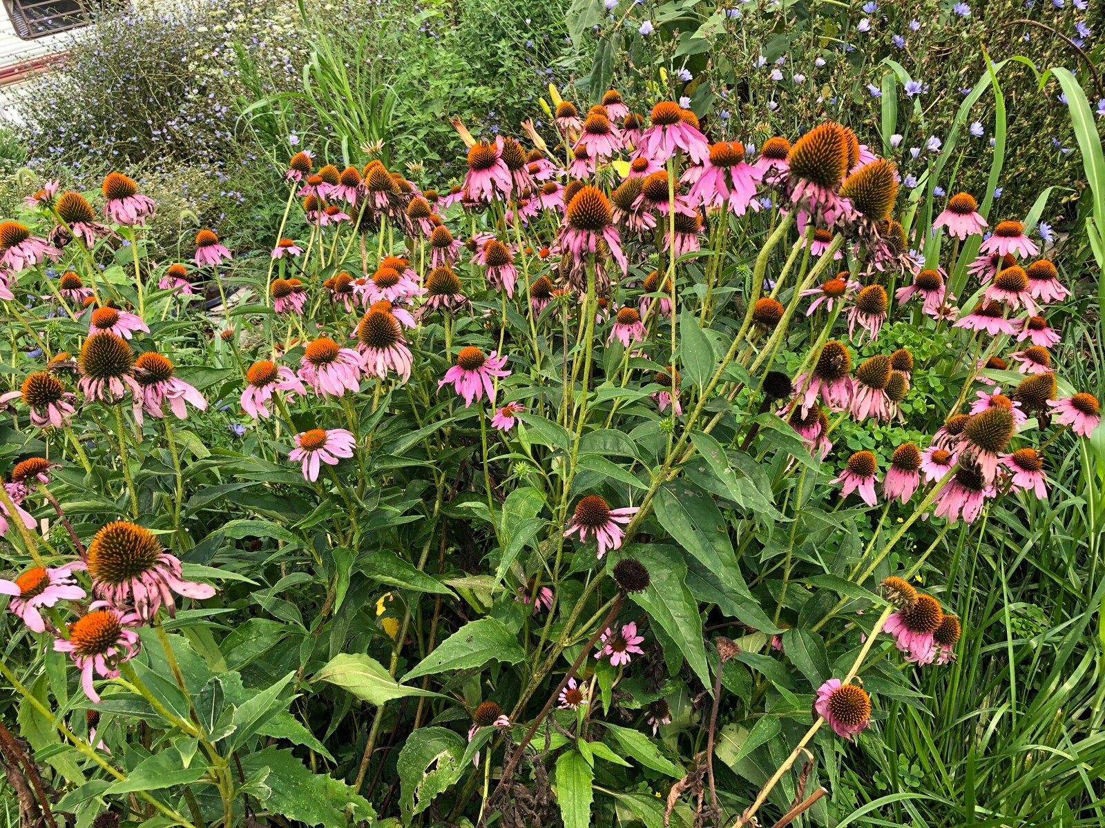 1 oz ECHINACEA Purple Coneflower Medicinal Herb Dried Seed Heads/Cones~ Variety