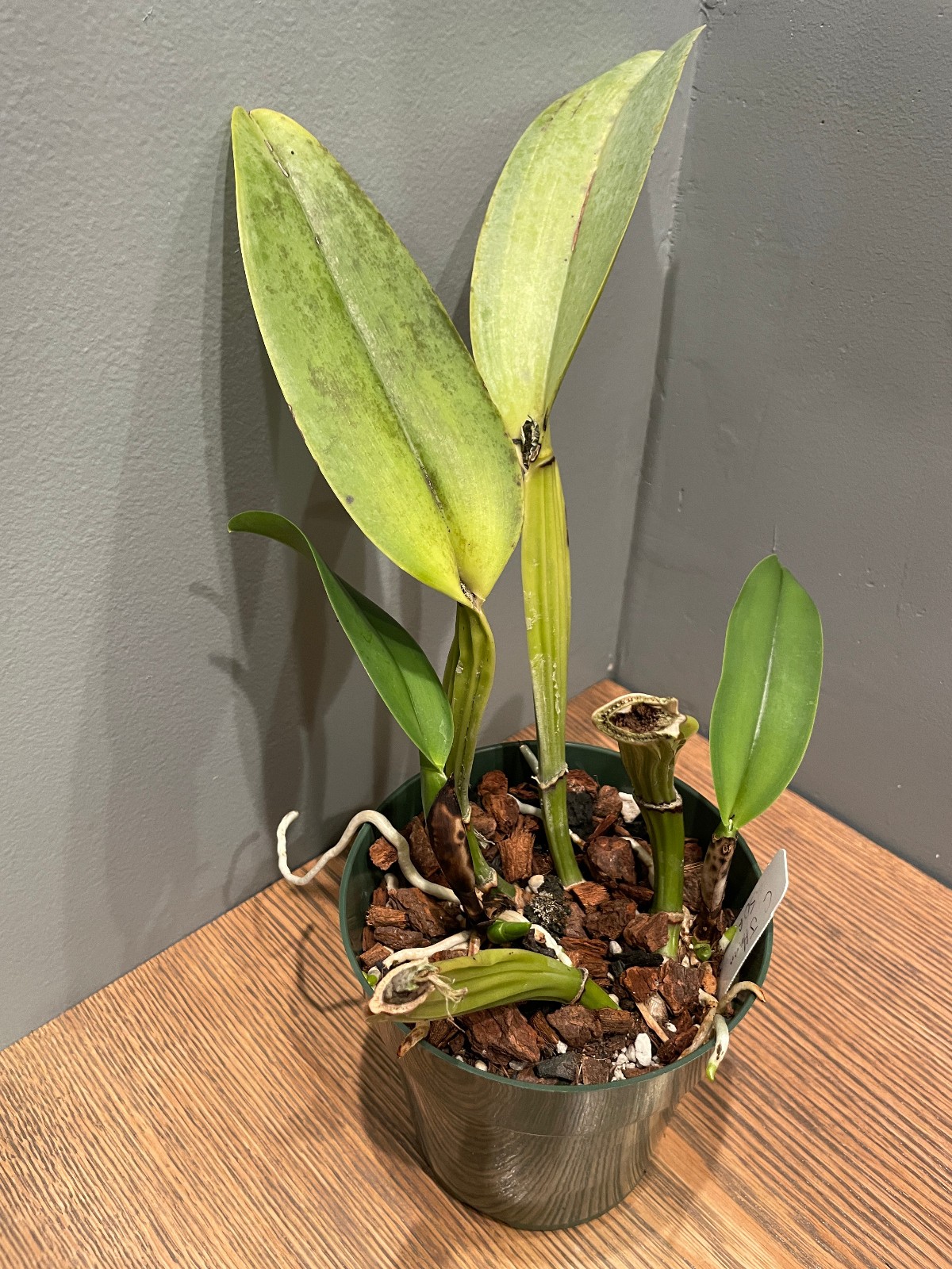 C. Joyce Hannington `Shore Orchid Growers’ Original Division Cattleya Plant