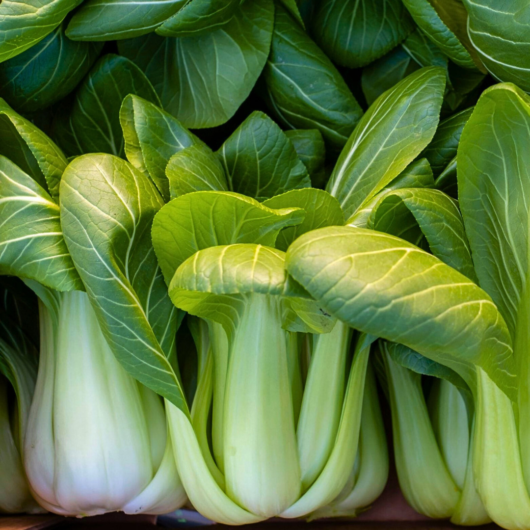 Fresh Canton Pak Choi Bak Choi Seeds | Heirloom Non-GMO | Asian Vegetable Seeds