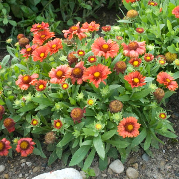 Arizona Red Shades 55 Blanket Flower Seeds~The Brooklyn Botanical Gardens Club!