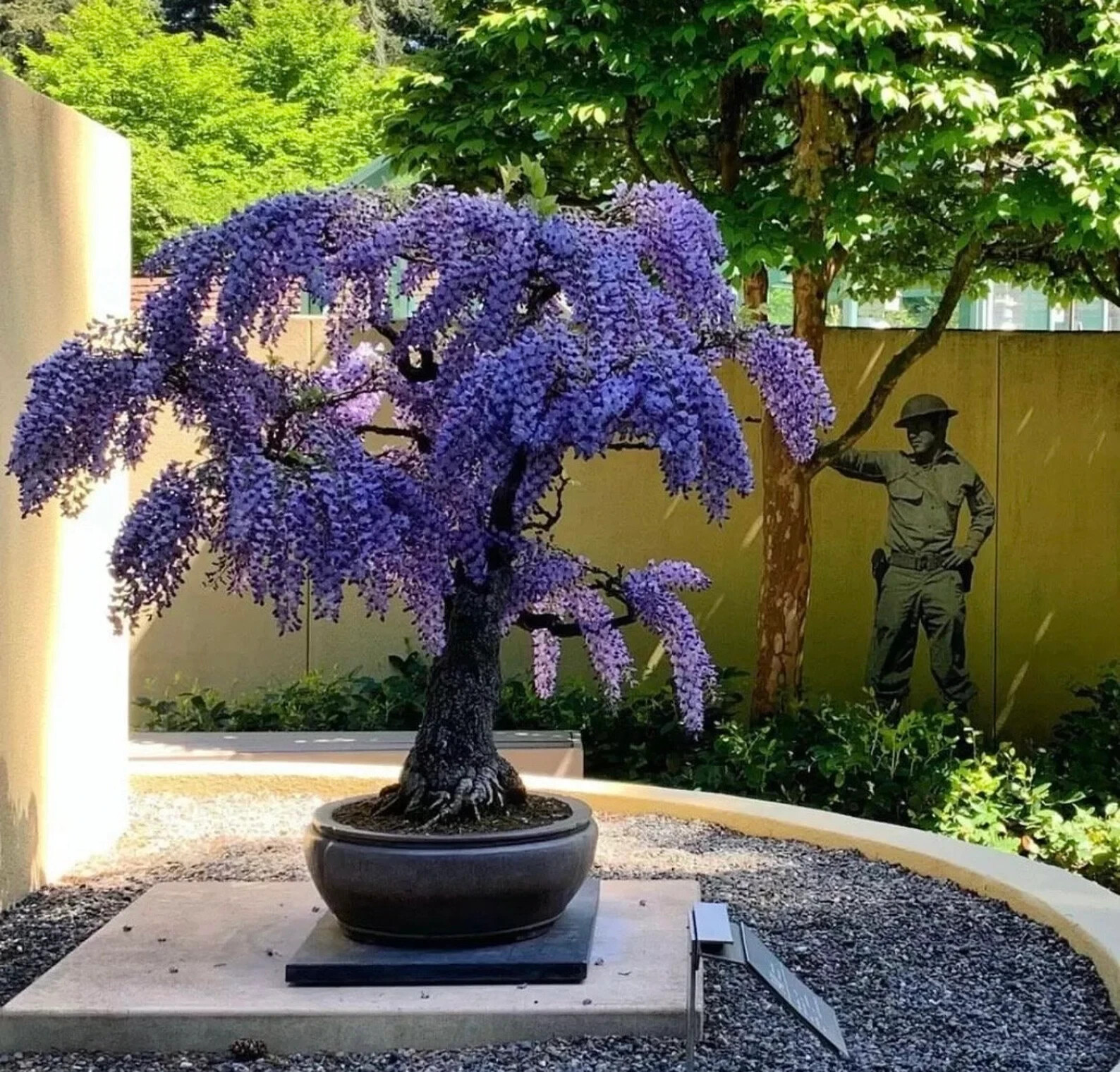 8 Purple Rain Wisteria Bonsai seeds, high quality seeds high germination rate