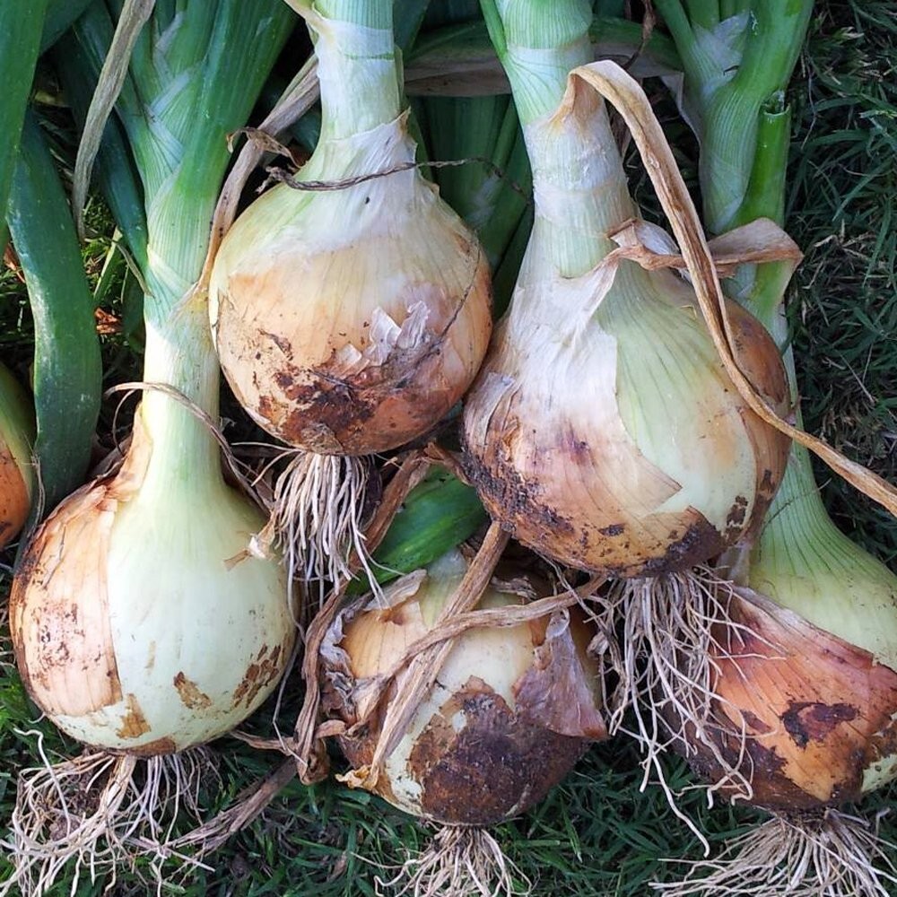 Texas 1015 Supersweet ONION RING SEEDS NON-GMO very flavorful HUGE VARIETY!