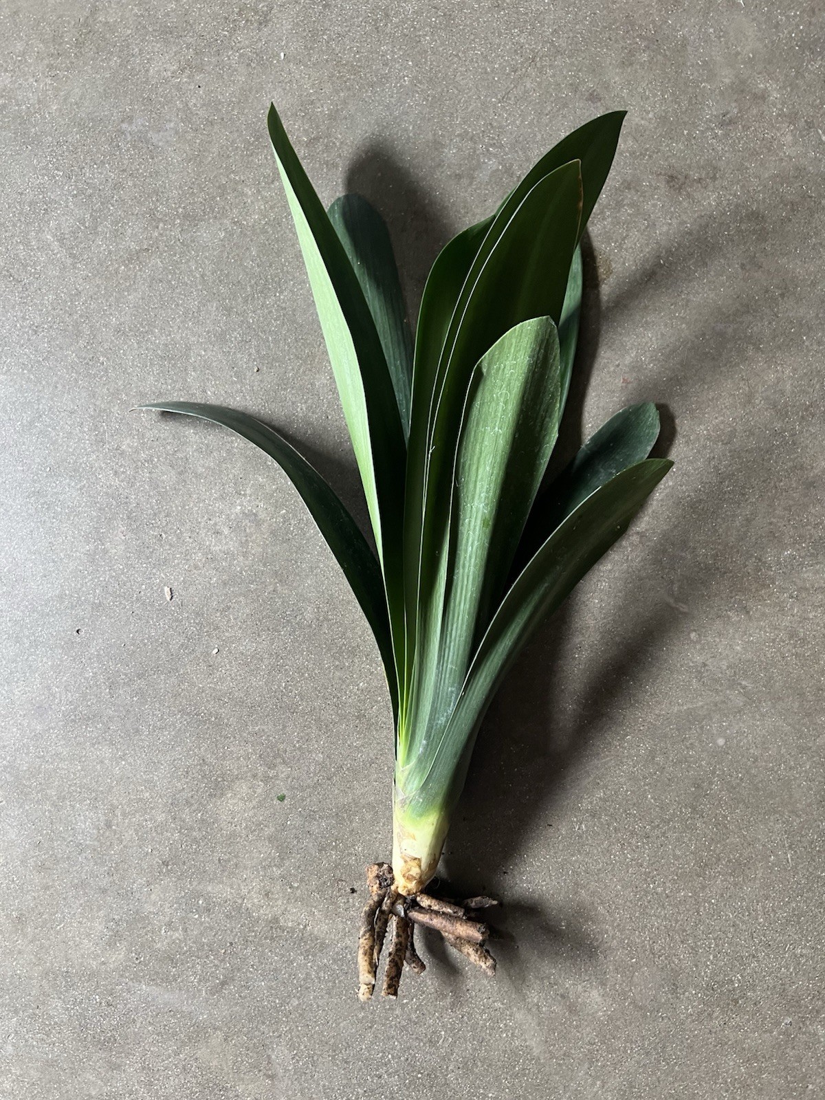 1 Clivia Miniata Bush Lily 10 Leaves Live Plant Orange Ready To Plant