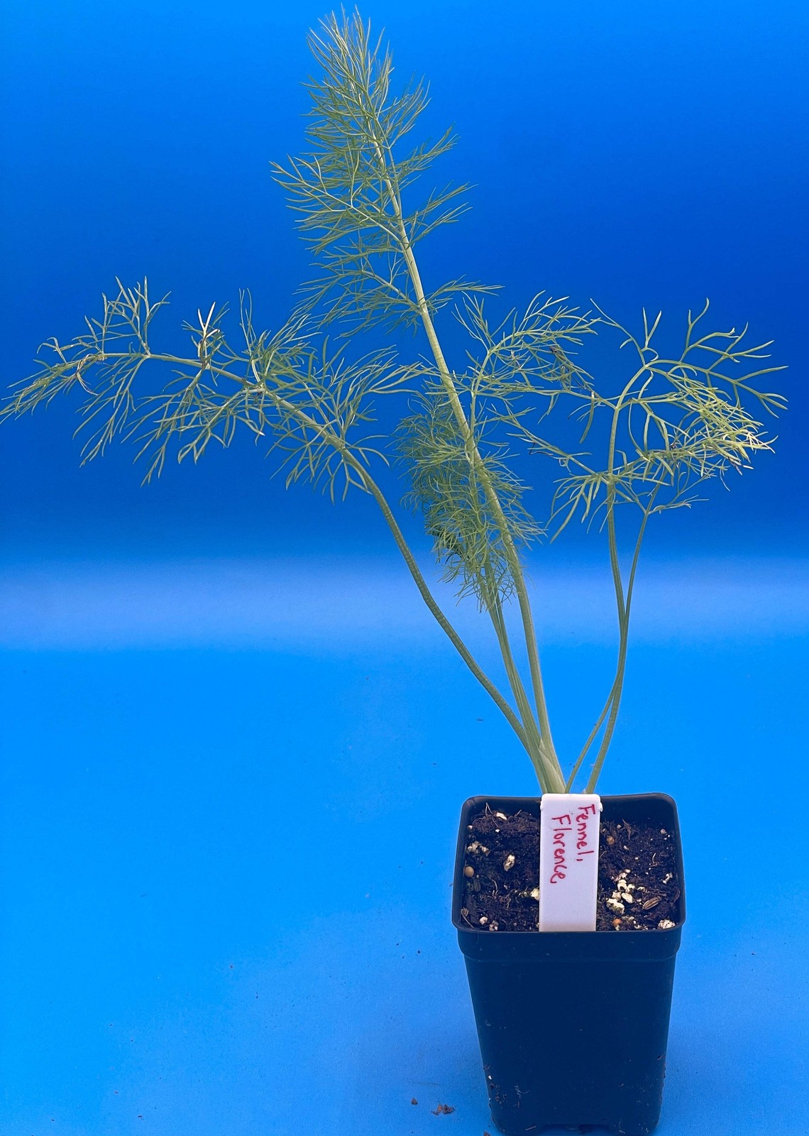 Fennel, Florence Starter Plant – Foeniculum Vulgare