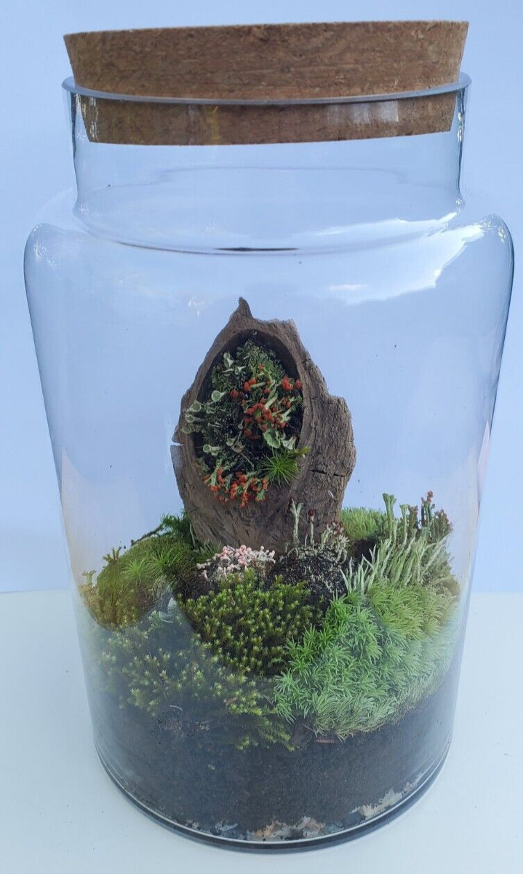 Live British Soldier Lichen for Terrarium, Cladonia, Fairy Garden 3″x4″ Bag