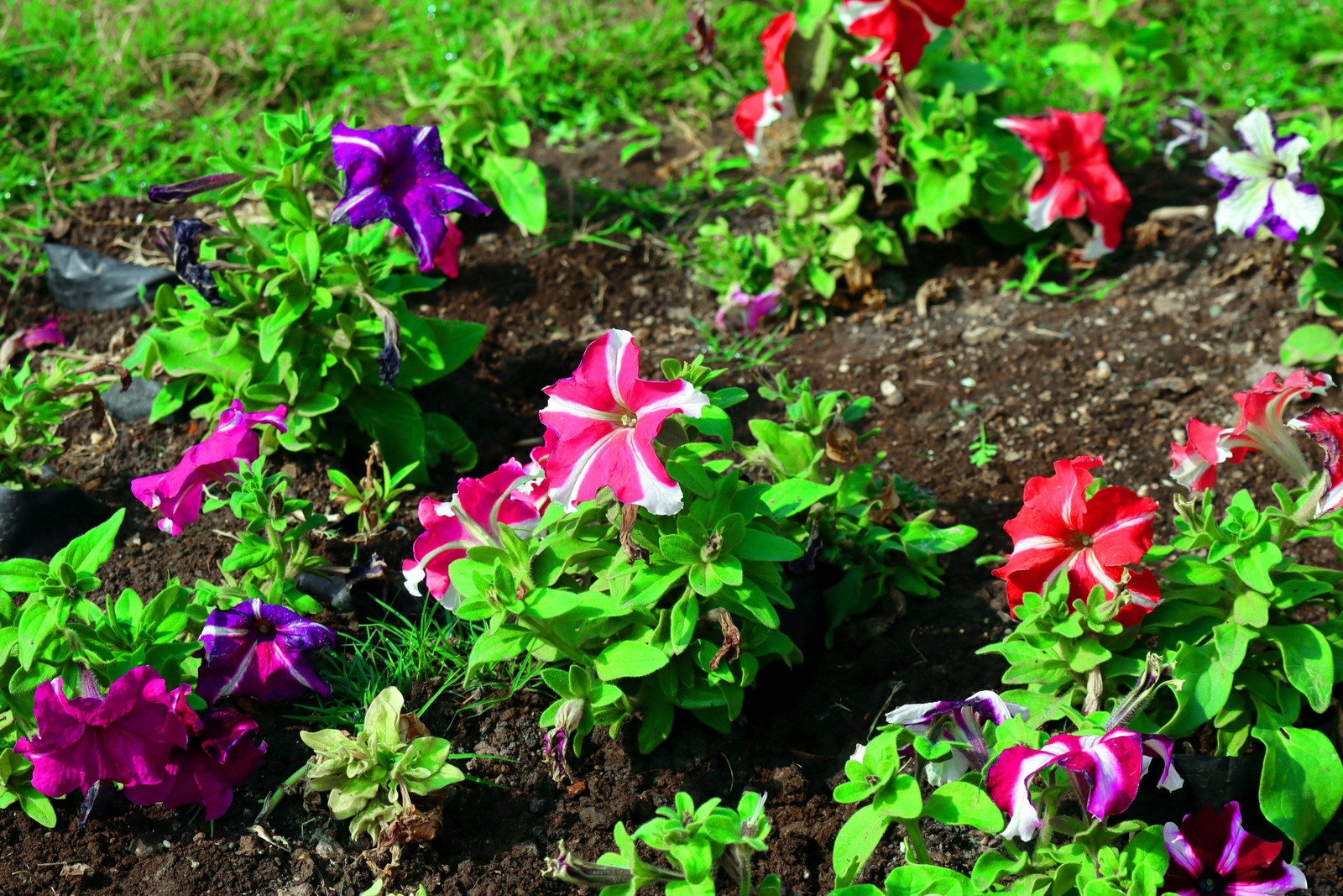 100 STAR MIX PETUNIA Mixed Colors Petunia Violacea Flower Seeds Red Blue Purple