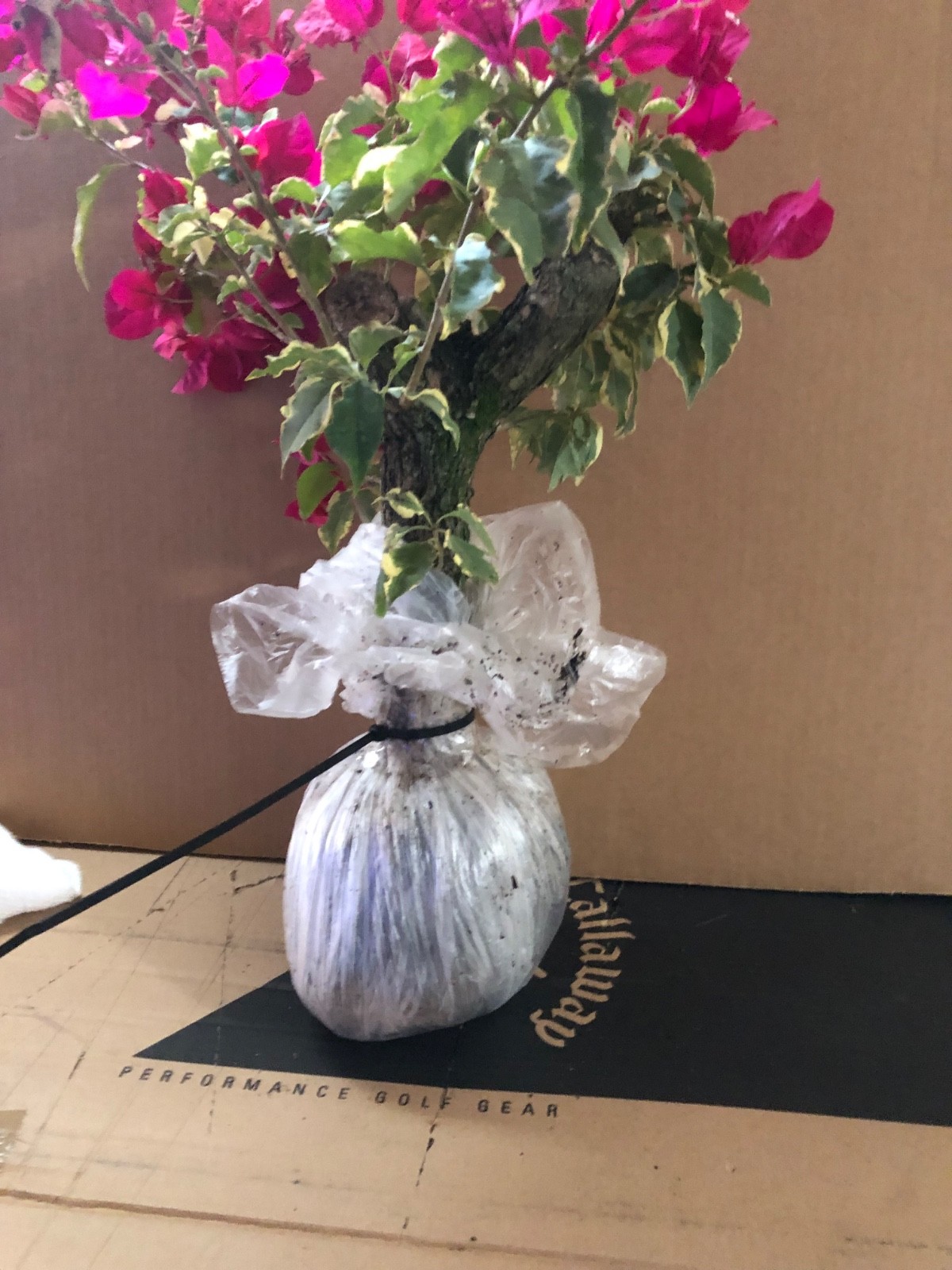 Daruma Dwarf Loropetalum chinese fringe Bonsai Style Tree 6 years