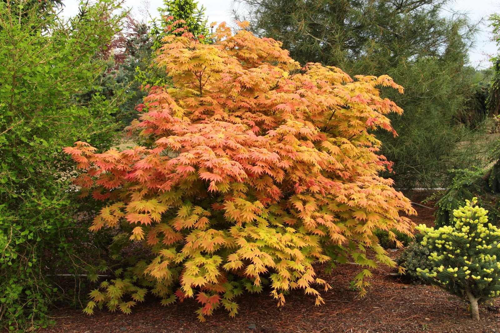 Acer shirasawanum ‘Autumn Moon’ – Full Moon Maple *Live Plant
