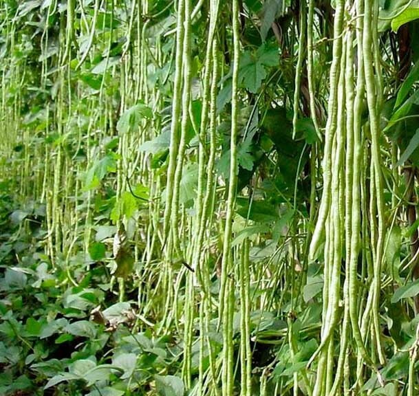 Bean Yard Long – Green or Red Organic seeds, GMO Free