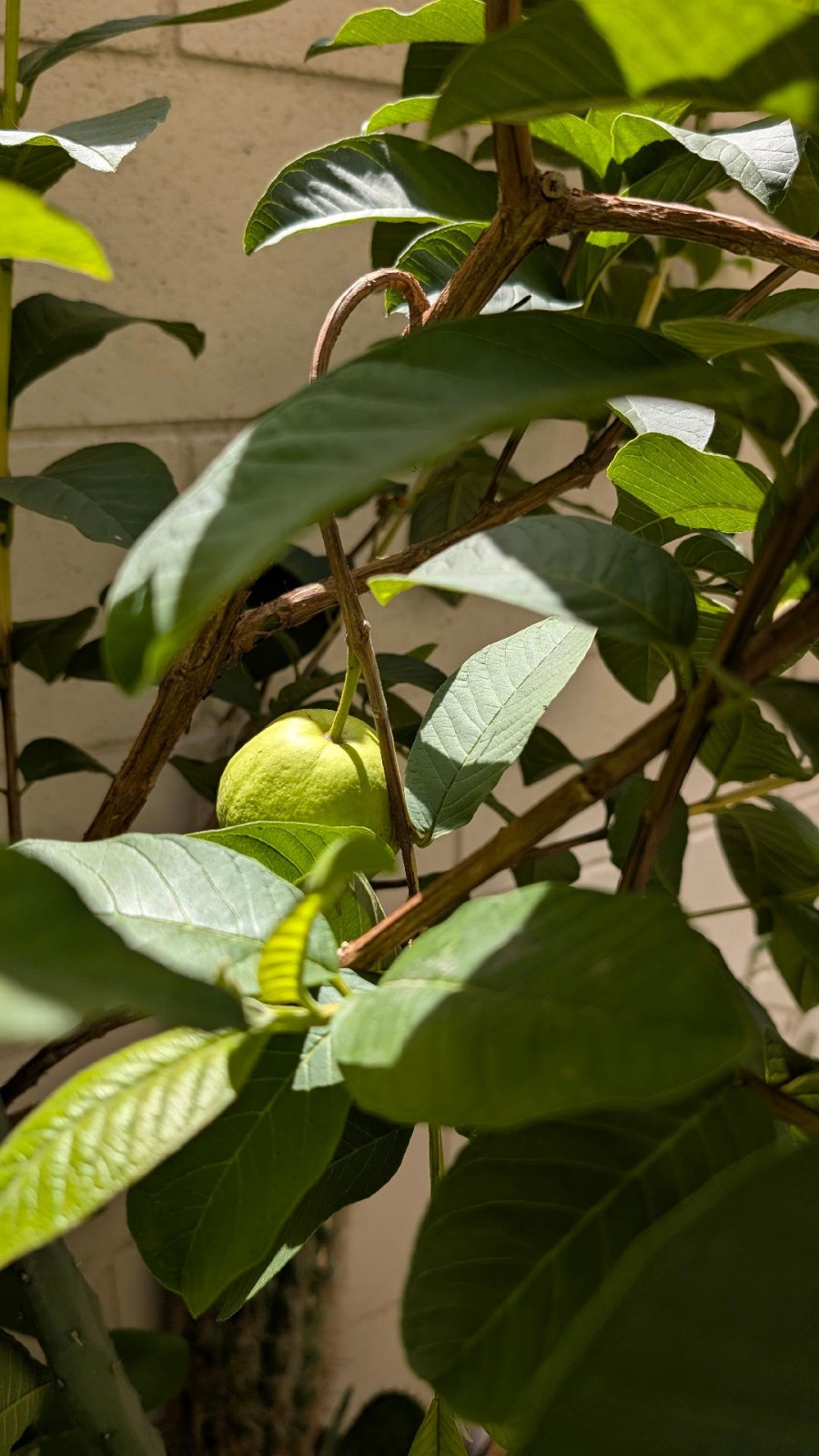 75 Organic GUAva Leaves from our Calif Farm. Hojas de Guayaba