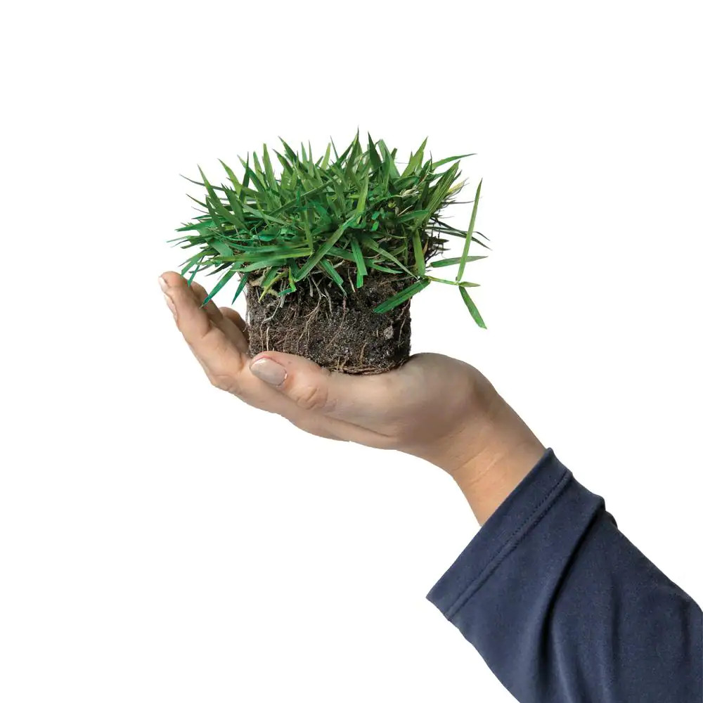 Zoysia Grass Sod Plugs (32-Count) Natural w/ Fully Established Root System Fresh