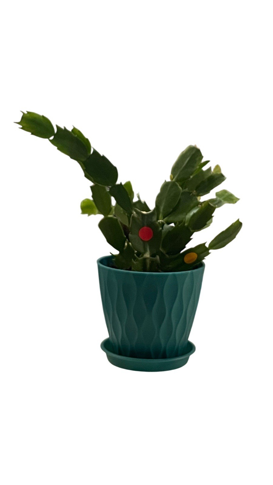 Thanksgiving Cactus 4 Mix Colour White-Red-Orange-Pink With White Shades 2EA+POT