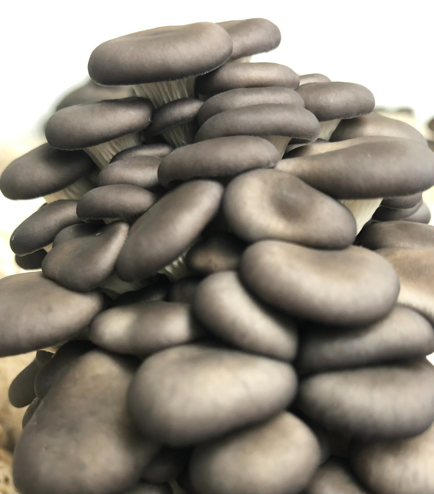 Grey Oyster Mushroom Plug Spawn 500X -FREE USA shipping