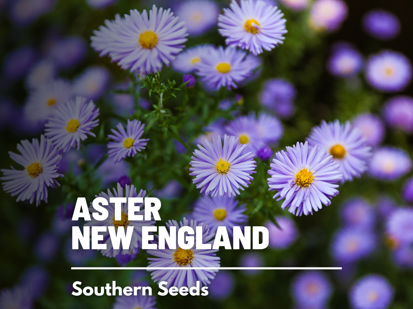 Aster, New England – 200 Seeds – Easy to Grow (Aster novae-angliae)
