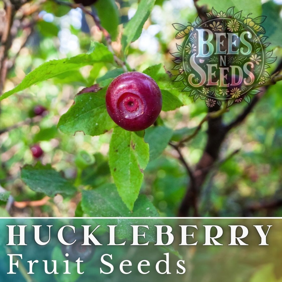 Emberberry Huckleberry Seeds 125, 300 or 500 Seeds Flower, Flower Seeds, Non GMO