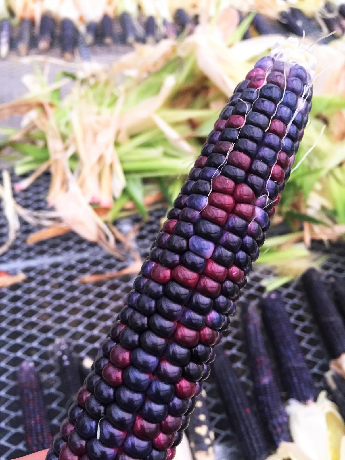 Rio Grande Blue Ornamental Corn Seeds | Hopi Azul Flint Indian Dent Seed 2024
