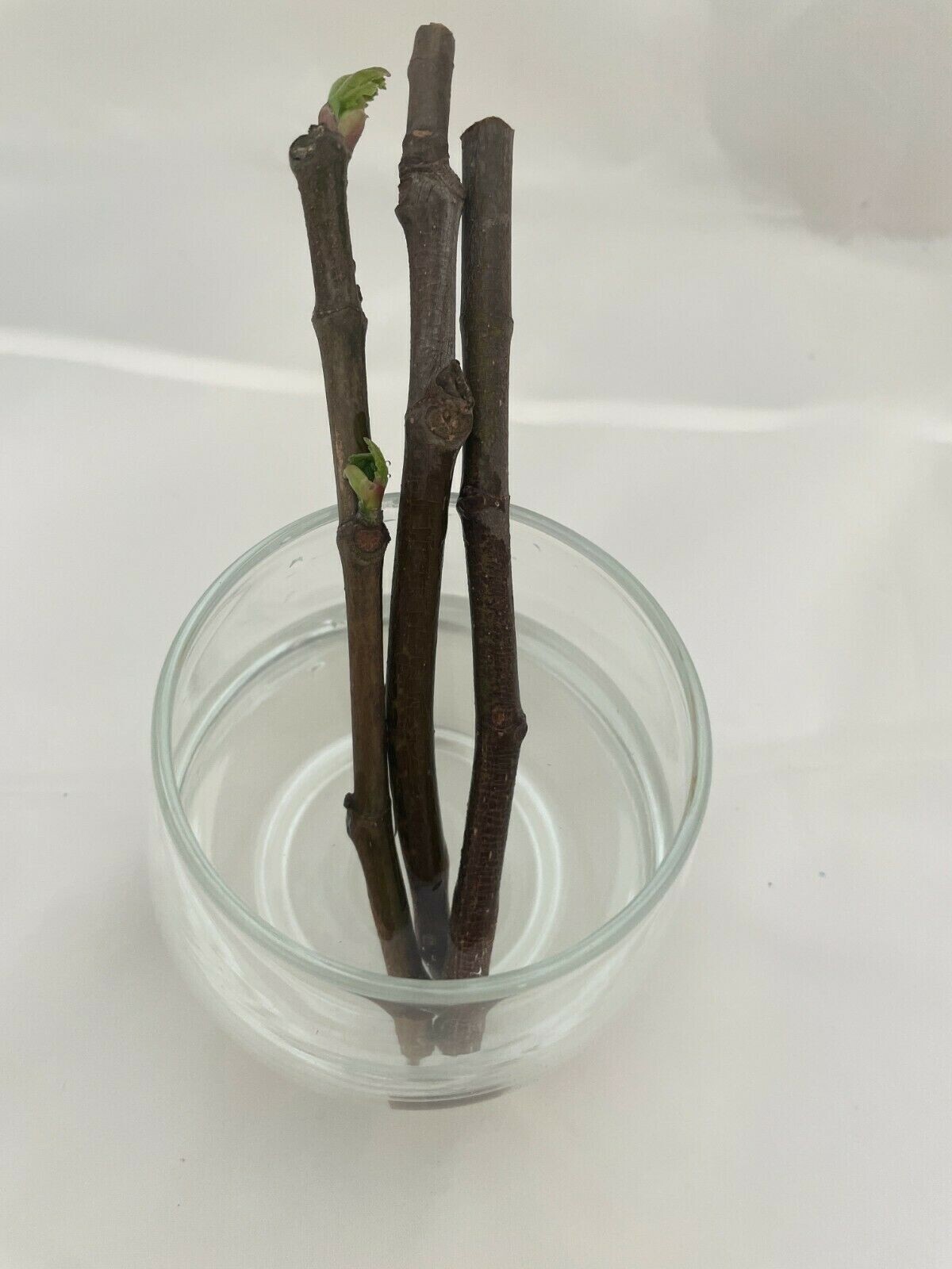 Fig Tree Cuttings (3) – About 5 inches each