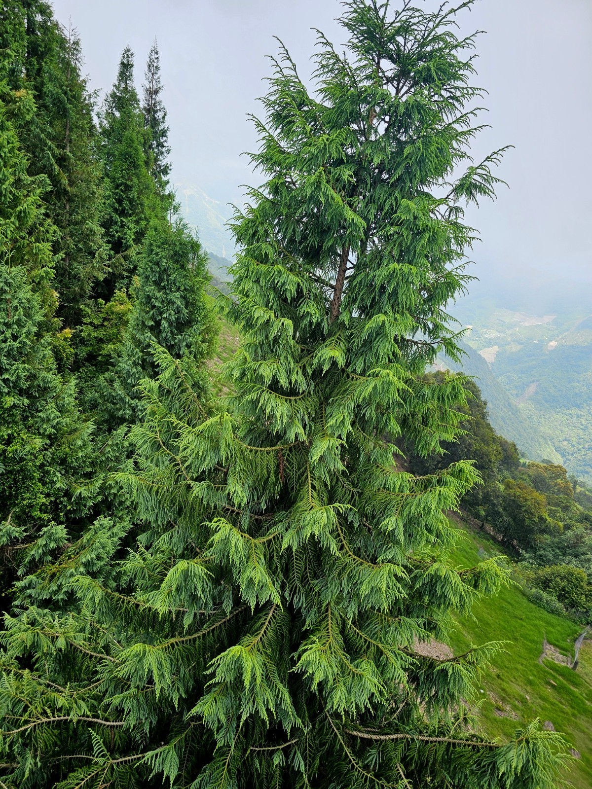 Taiwan Cedar Coffin Tree Seeds (Taiwania cryptomerioides) Rare Evergreen Conifer