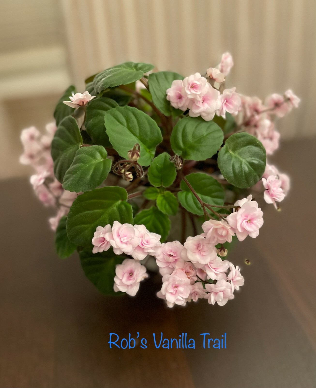 Assorted LEAVES of African Violet Mini/Semi/Standard/Trailers
