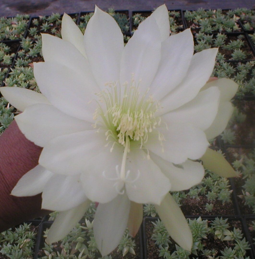 Epiphyllum, Orchid Cactus, ” PHOSPHOR “, Don’s Quart pots JUNE/4