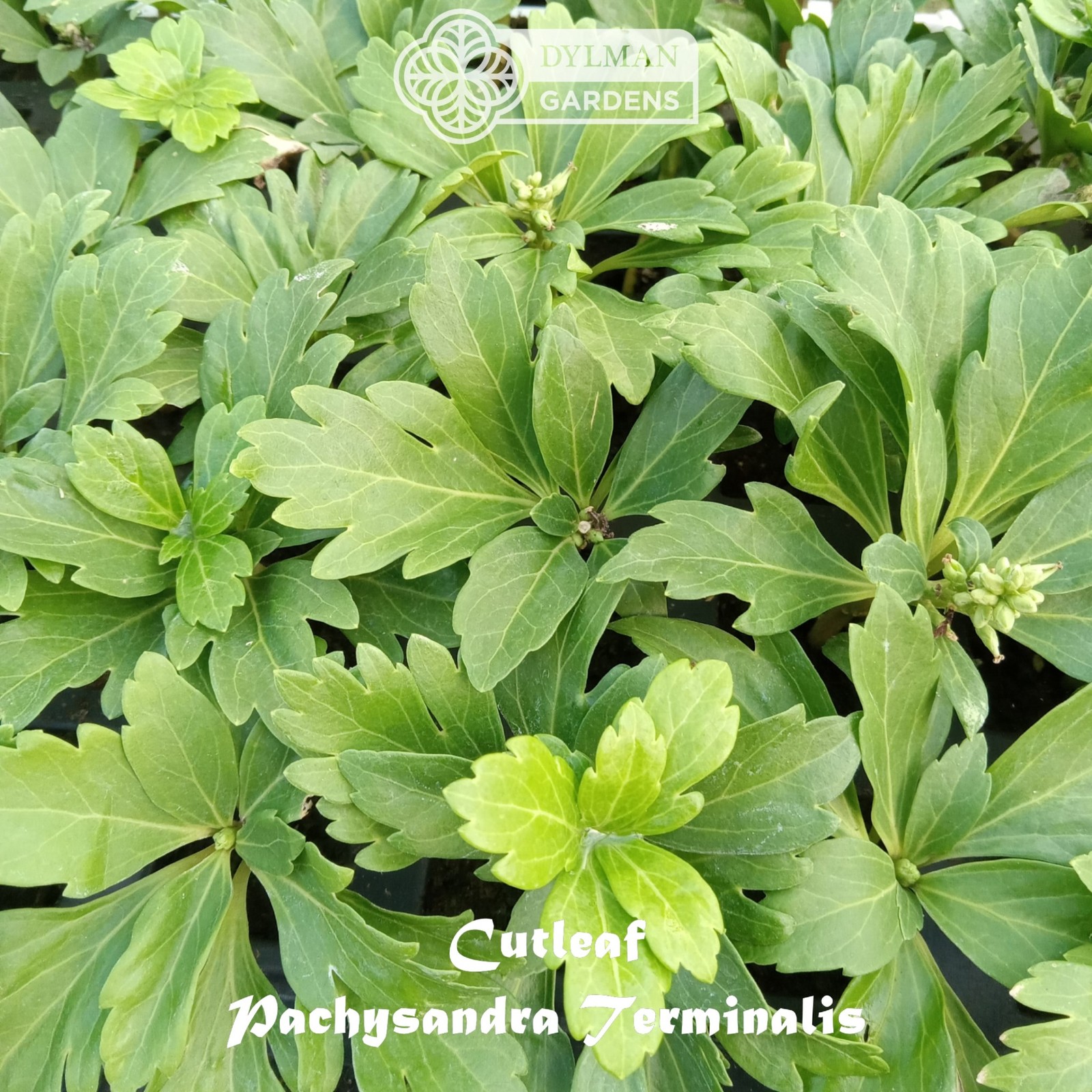 Cutleaf Japanese Spurge (Pachysandra terminalis ‘Cutleaf’) – Multiple Sizes