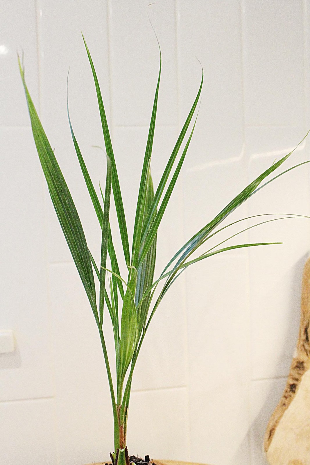 Pygmy Date Palm, 2.5 Inch Pot, Tropical Indoor Starter Plant
